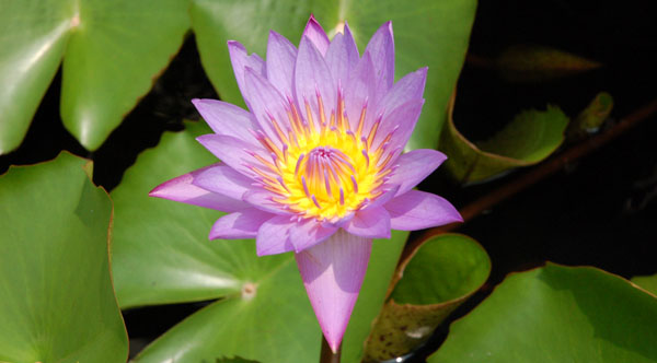 lotus
